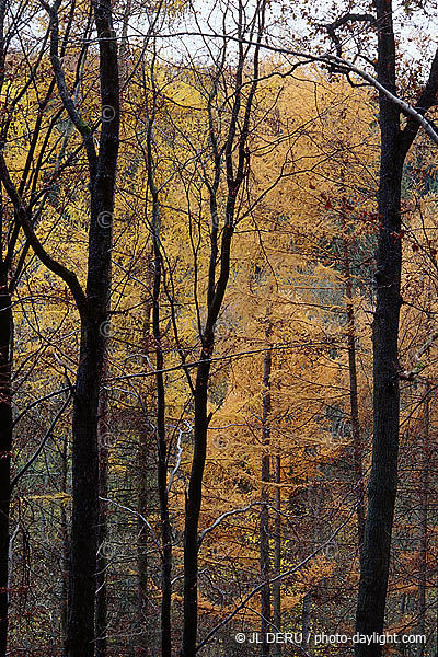 bois en automne